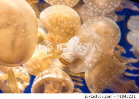 Kurage Puka Puka Kurage Puka Puka 71843221