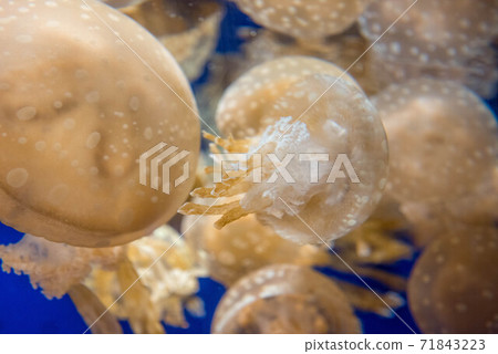 Kurage Puka Puka Kurage Puka Puka 71843223