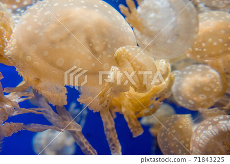 Kurage Puka Puka Kurage Puka Puka 71843225