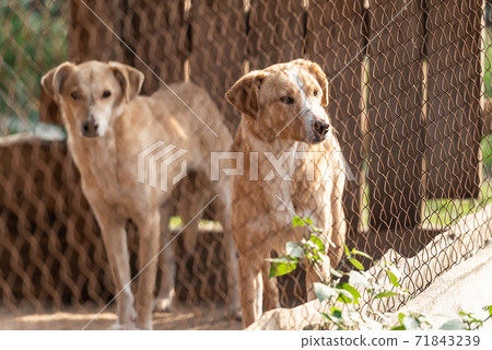 Homeless dog in a shelter for dogs 71843239