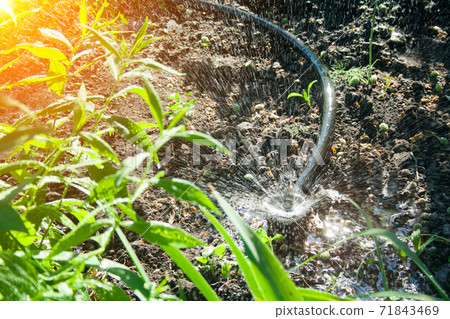 Irrigation system in the garden Irrigation system in the garden 71843469