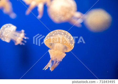 Kurage Puka Puka Kurage Puka Puka 71843495