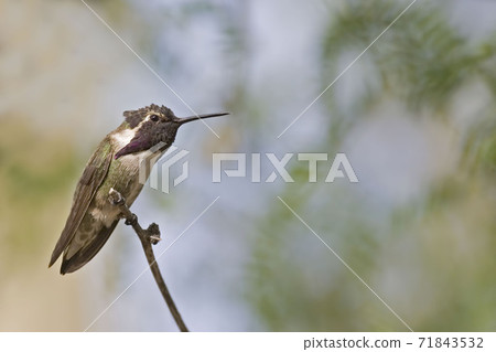 Male Anna's Hummingbird, Calypte anna, perched 71843532