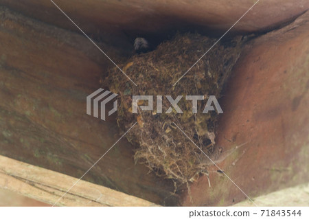 Green-fronted Lancebill, Doryfera ludovicae, nesting 71843544