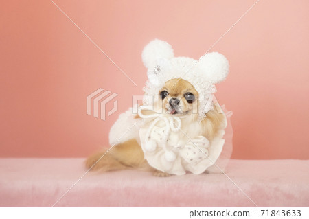 Chiwawa戴著白色頭巾 71843633
