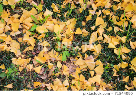 Kumamoto prefectural government office Kumamoto prefectural government office 71844090