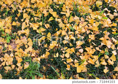 Kumamoto prefectural government office Kumamoto prefectural government office 71844103