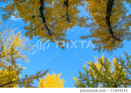 Kumamoto prefectural government office Kumamoto prefectural government office 71844141