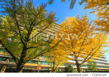 Kumamoto prefectural government office 71844149