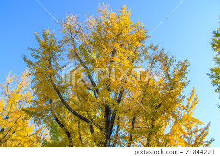 Kumamoto prefectural government office 71844221