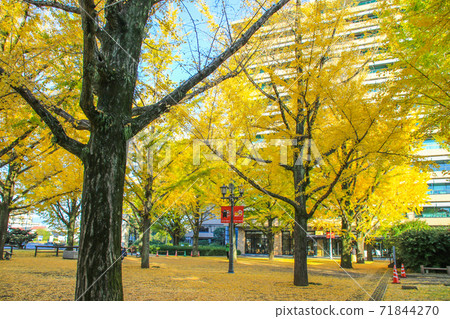 Kumamoto prefectural government office 71844270