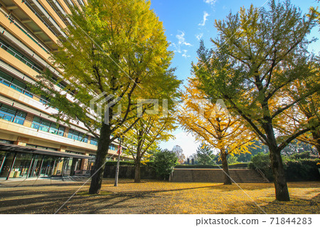 Kumamoto prefectural government office Kumamoto prefectural government office 71844283