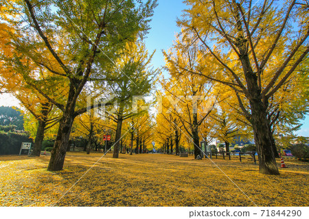 Kumamoto prefectural government office Kumamoto prefectural government office 71844290