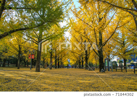 Kumamoto prefectural government office Kumamoto prefectural government office 71844302