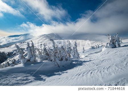 Snow covered fir trees on snowy mountain plateau, tops with snow cornices in far. Magnificent sunny day on picturesque beautiful alps ridge. 71844616
