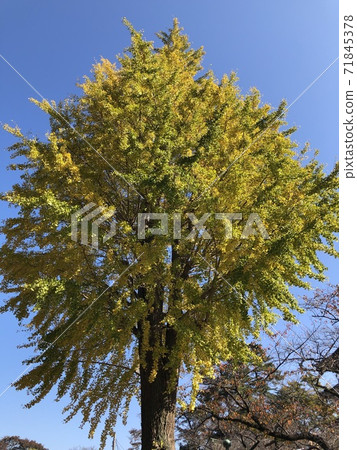 Large ginkgo tree at Nakayama Hokekyoji Temple Large ginkgo tree at Nakayama Hokekyoji Temple 71845378