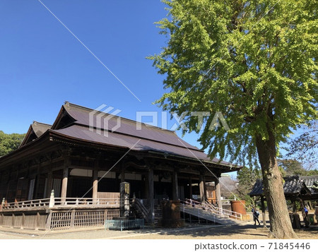 中山大白果大銀杏 中山大白果大銀杏 71845446