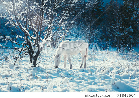 White foal on the background of a fabulous winter landscape White foal on the background of a fabulous winter landscape 71845604