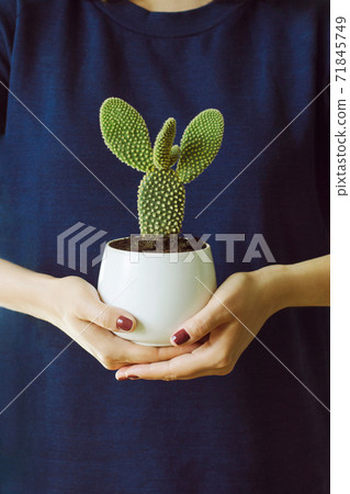 a cactus in a white pot is held by a woman's hands on a blue background a cactus in a white pot is held by a woman's hands on a blue background 71845749