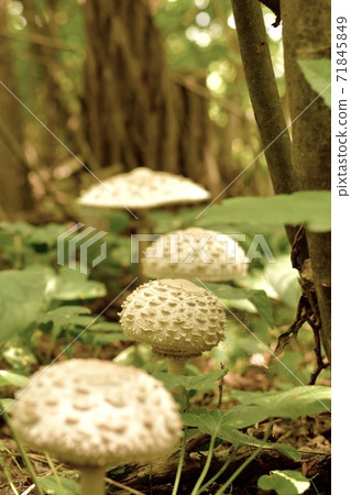A glade with a path of light scaly mushrooms in summer. 71845849