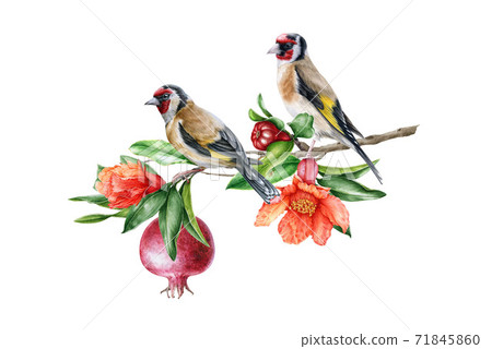 Goldfinch bird on pomegranate branch illustration. Goldfinch bird on pomegranate branch illustration. 71845860