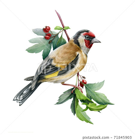Goldfinch bird on a hawthorn branch illustration. Goldfinch bird on a hawthorn branch illustration. 71845903