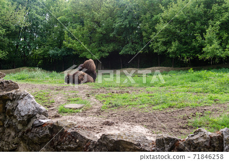Two buffalos on a field 71846258