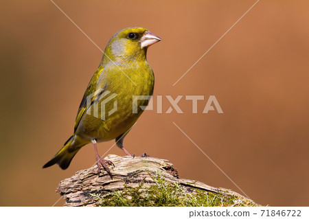 European greenfinch sitting on wood in autumn nature European greenfinch sitting on wood in autumn nature 71846722