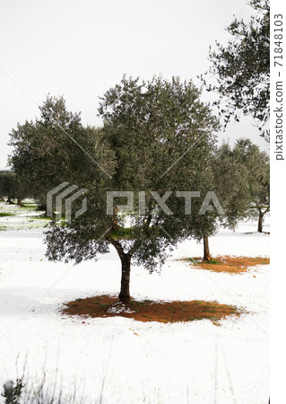 Beautiful Olive trees in an olive grove in the snow, Apulian landscape after a snowfall, unusual cold winter in Salento Beautiful Olive trees in an olive grove in the snow, Apulian landscape after a snowfall, unusual cold winter in Salento 71848103
