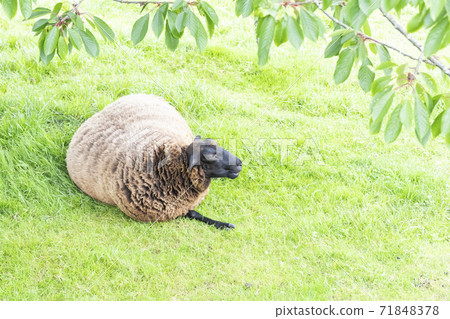 A sheep lies on the lawn of a farm and rests under a green tree A sheep lies on the lawn of a farm and rests under a green tree 71848378