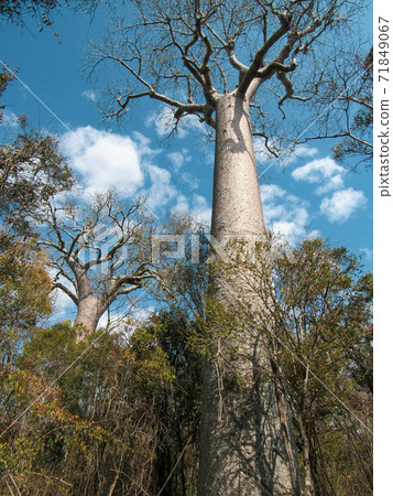 Baobabs tree at the jungle in Morondava Region in Madagascar Baobabs tree at the jungle in Morondava Region in Madagascar 71849067