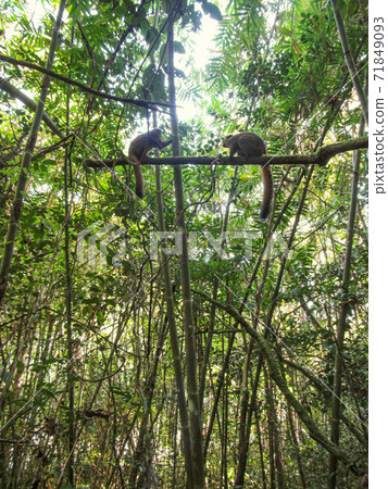 Ring-tailed lemur sitting on between tree branches at rainforest in Madagascar 71849093