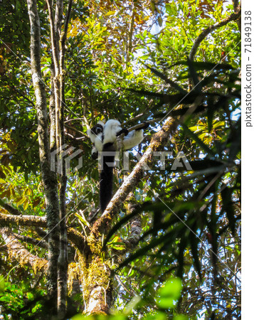 Ring tailed Lemur at their natural green habitat in Madagascar. 71849138