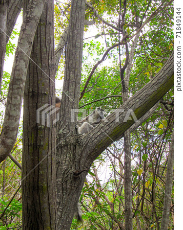 Ring tailed Lemur at their natural green habitat in Madagascar. 71849144
