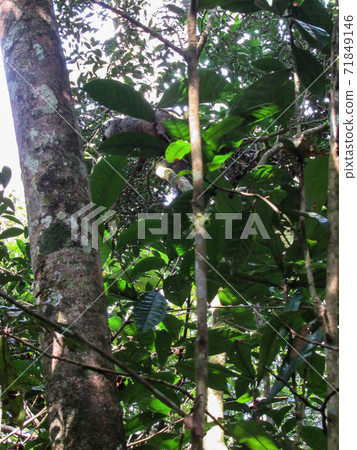 Ring tailed Lemur at their natural green habitat in Madagascar. 71849146