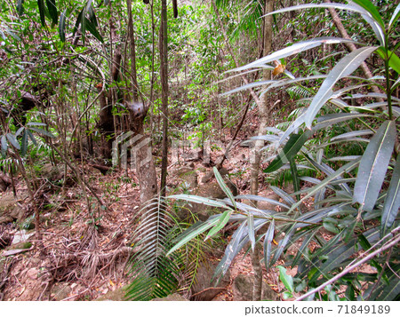 Trees and wild animals on the natural fall season at forest in Ranomafana National Park in Madagascar Trees and wild animals on the natural fall season at forest in Ranomafana National Park in Madagascar 71849189