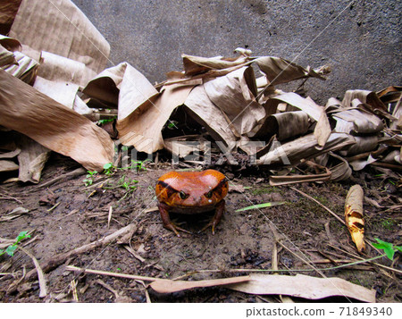 Tomato frog at his natural habitat in Madagascar 71849340