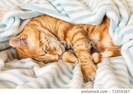 Ginger tabby cat curled up and peacefully napping under a soft striped blanket. Ginger tabby cat curled up and peacefully napping under a soft striped blanket. 71850367