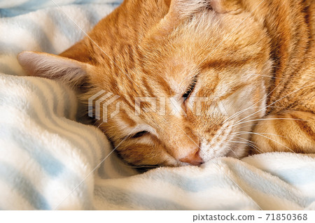 Peacefully sleeping red cat face close-up. Indoors. Peacefully sleeping red cat face close-up. Indoors. 71850368