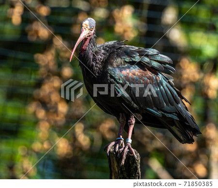 Northern Bald ibis, Geronticus eremita in the zoo 71850385