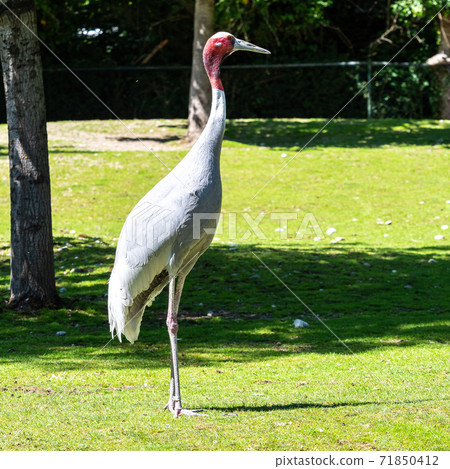Sarus crane, Grus antigone also known as Indian sarus crane 71850412