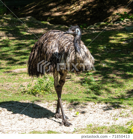 Emu, Dromaius novaehollandiae standing in grass in its habitat Emu, Dromaius novaehollandiae standing in grass in its habitat 71850413