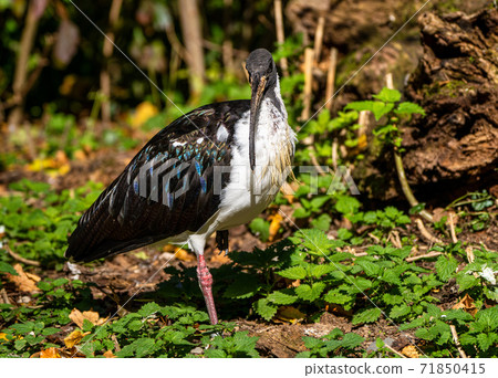 Straw-necked Ibis, Threskiornis spinicollis in the zoo Straw-necked Ibis, Threskiornis spinicollis in the zoo 71850415
