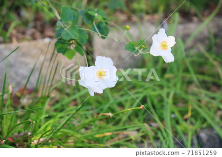 Shuigayuki花 71851259