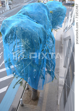 街樹鳥網 71851467