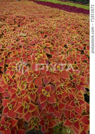 科利厄斯場 科利厄斯場 71851672