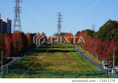 November Inagi 347 Momijibafu (Autumn leaves Kaede) Autumn leaves of trees, Minamitamaone main road 71851774