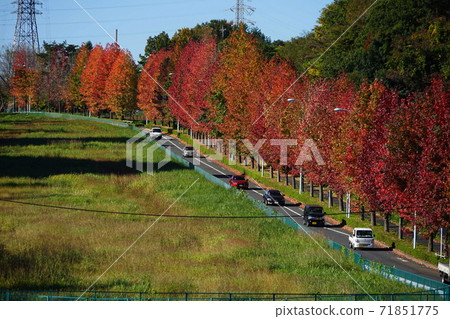 November Inagi 346 Sweetgum (Autumn leaves Kaede) Autumn leaves of trees, Minamitamaone main road November Inagi 346 Sweetgum (Autumn leaves Kaede) Autumn leaves of trees, Minamitamaone main road 71851775