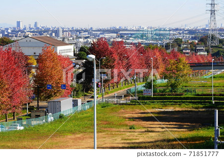 November Inagi 344 Sweetgum (Autumn leaves Kaede) Autumn leaves of trees, Minamitamaone main road November Inagi 344 Sweetgum (Autumn leaves Kaede) Autumn leaves of trees, Minamitamaone main road 71851777