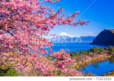 (Shizuoka Prefecture) Kawazu cherry blossoms from west Izu Ida, Mt. Fuji mountain over the sea 71851928